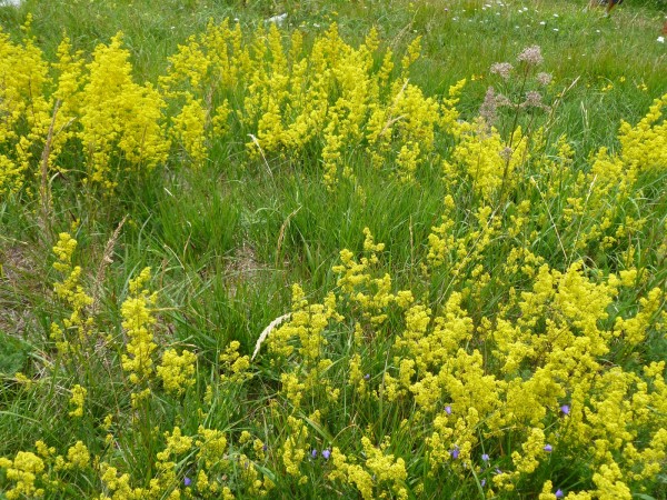 Sanziene, Dragaica, Foto: centroricercapianteofficinali.blogspot.ro