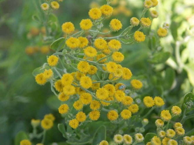 Calapăr, plantă ierboasă folosită îns cop dermatologic, aromatic și ornamental, Foto: biblio.tu-bs.de