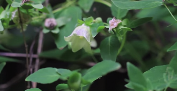 Planta danseng, specia Codonopsis pilosula