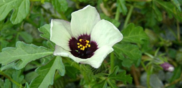 Zămoșița, Hibiscus trionum, Foto: cvetoshki.ru