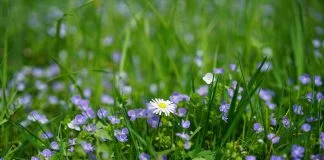 Remedii naturale din plante pentru tratarea diverselor afecțiuni