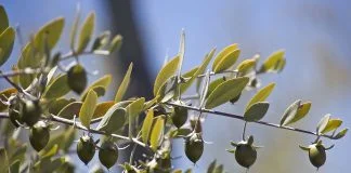 Afla beneficiile uleiului de jojoba pentru sanatatea tenului si a parului