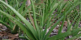 Aloe vera Aloe vera