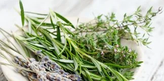 Cimbru, planta mediteraneană cu efecte miraculoase asupra organismului