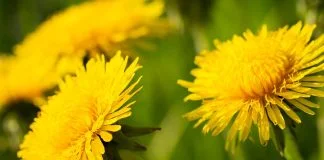 Descoperă toate întrebuințările păpădiei (Taraxacum officinale)