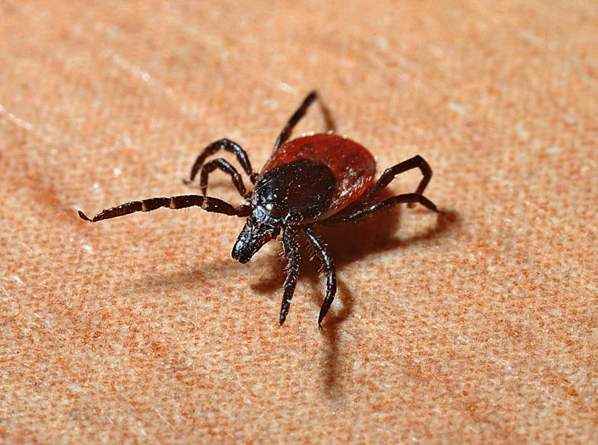 Lyme