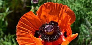 Macul sau Papaver somniferum