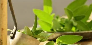 Planta medicinala Salvia