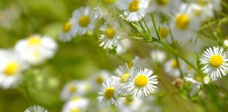 Plante medicinale – Musetel (Matricaria chamomilla) Plante medicinale - Musetel (Matricaria chamomilla)