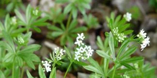 Plante medicinale - Sanziene (Galium)