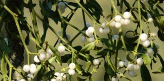 Creanga de aur – Creanga de vasc Creanga de aur - Creanga de vasc