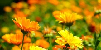 Galbenelele (calendula officinalis)