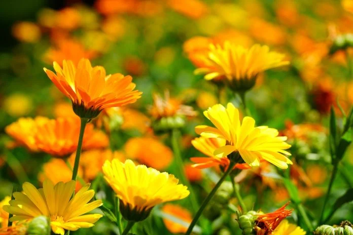 Galbenelele (calendula officinalis)