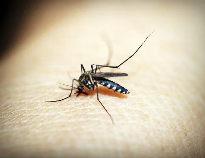 Malaria Malaria