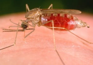 Malaria-transmisa-prin-tantari-300x209.jpg