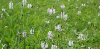Patlagina si efectele sale miraculoase