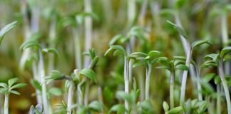 Planta medicinala cresonul, un tonic pentru organismul nostru Planta medicinala cresonul, un tonic pentru organismul nostru