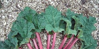 Planta medicinala reventul Planta medicinala reventul