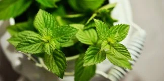 Plantele medicinale in interpretarea oamenilor