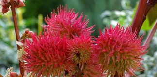 Ricinul (Ricinus communis) – Beneficii pentru sănătate și proprietăți Ricinul (Ricinus communis) - Beneficii pentru sănătate și proprietăți