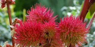 Ricinul (Ricinus communis) - Beneficii pentru sănătate și proprietăți