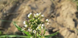 Cum ne ajuta traista ciobanului? Cum ne ajuta traista ciobanului