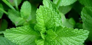 Efectele miraculoase ale mentei, o planta aromatica si medicinala racoritoare