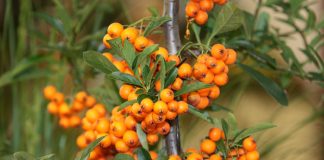 Extractul de catina – puterea tineretii Extractul de catina - puterea tineretii