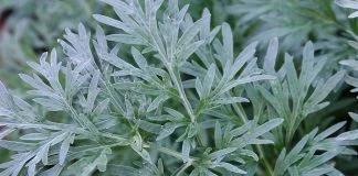 Pelinul - puterea vindecatoare a acestei plante medicinale