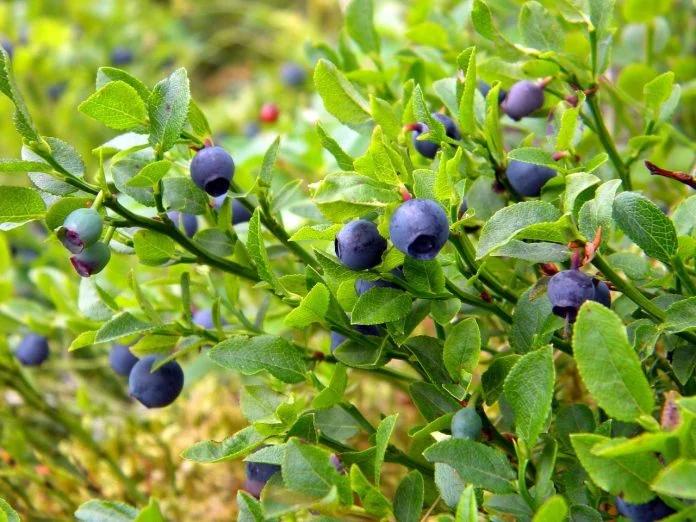Plante medicinale - Afinul si proprietatile fructelor sale