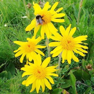 Plante-medicinale-Arnica-300x300.jpg