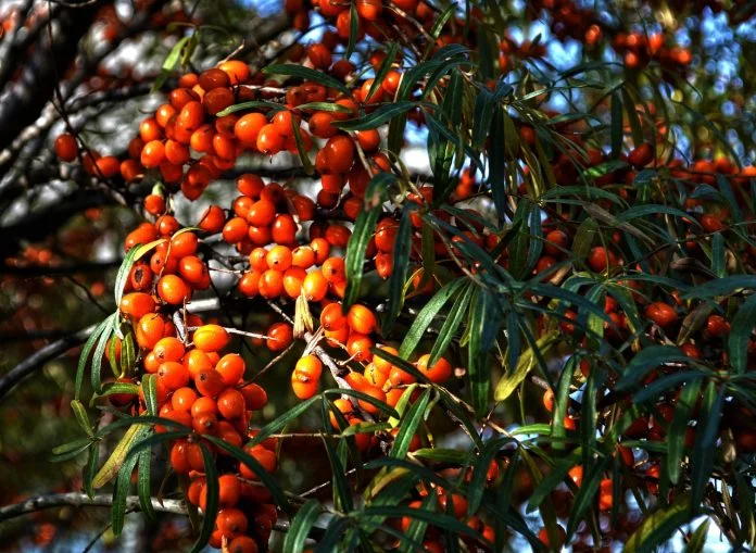 Plante medicinale - Catina