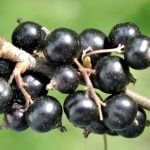 Plante medicinale - Coacazul negru