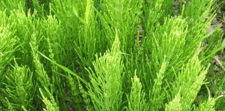 Plante medicinale – Coada calului Plante medicinale - Coada calului