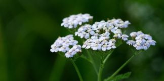 Plante medicinale – Coada soricelului Plante medicinale - Coada soricelului