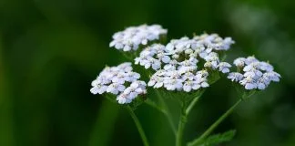 Plante medicinale - Coada soricelului
