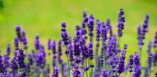 Plante medicinale - Levantica