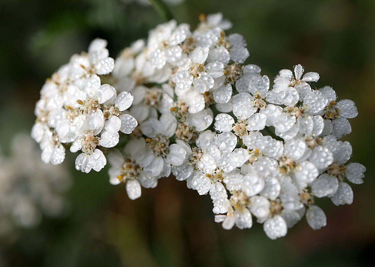 coada soricelului