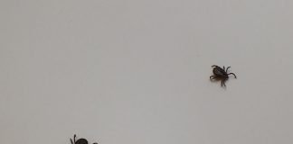 Febra patata a Muntilor Stancosi Febra patata a Muntilor Stancosi