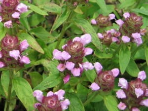 Busuiocul-salbatic-Prunella-vulgaris-300x225.jpg
