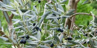 Maslinul si fructele sale miraculoase Maslinul si fructele sale miraculoase