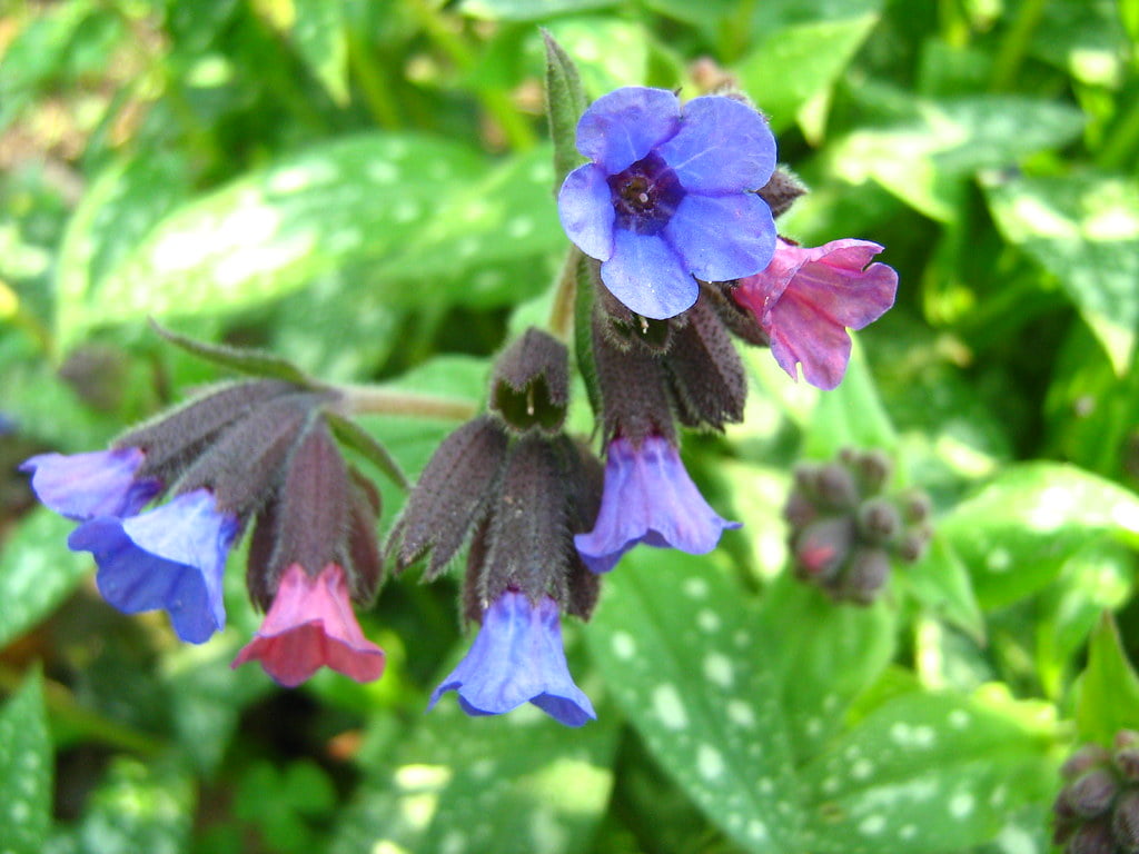 Plamanarica