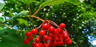 Plante medicinale - Calinul (Viburnum opulus)