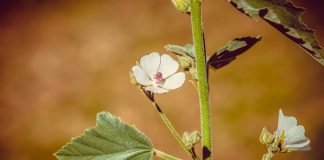 Plante medicinale – Nalba mare Plante medicinale - Nalba mare