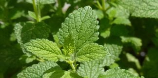 Plante medicinale – Roinita Plante medicinale - Roinita