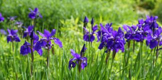 Plante medicinale – Stanjenelul Plante medicinale - Stanjenelul
