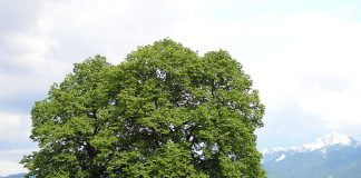 Plante medicinale - Teiul (Tilia cordata)