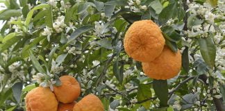 Portocalul salbatic (Citrus aurantium) si proprietatile fructelor sale cu gust amar
