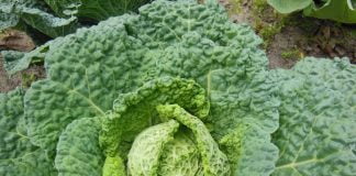 Salata verde si sparanghelul - Plante bogate in vitamine si minerale