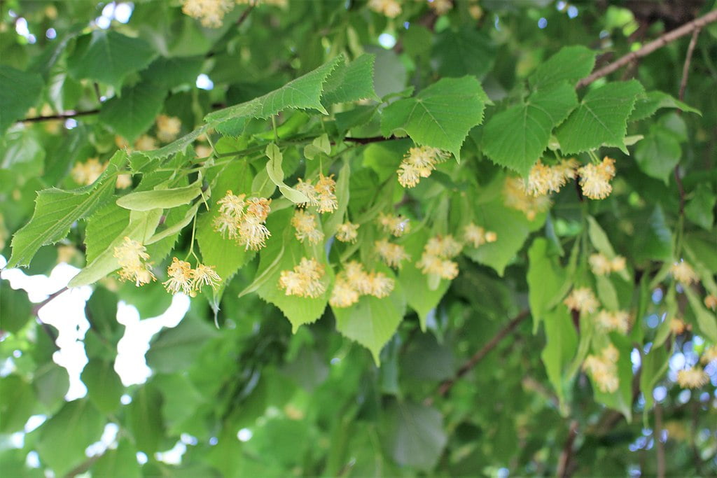 Tilia cordata